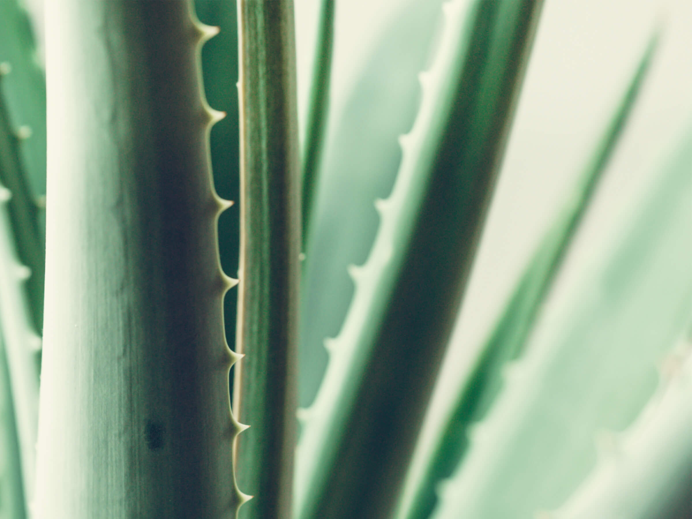 Les incroyables bienfaits curatifs de l’Aloe Vera