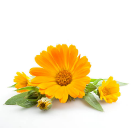 Calendula Extract