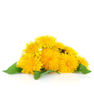 Dandelion Extract