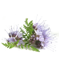 Blue Tansy Flower Oil