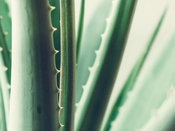 The Incredible Healing Benefits of Aloe Vera